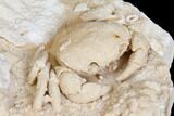 Fossil Crab (Potamon) Preserved in Travertine - Turkey #145044-4